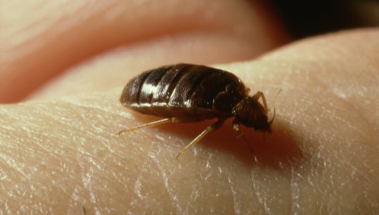 The itchy bites caused by bed bugs can lead to insomnia and anxiety. Image: Getty Images / John Downer Image:The itchy bites caused by bed bugs can lead to insomnia and anxiety. Image: Getty Images / John Downer